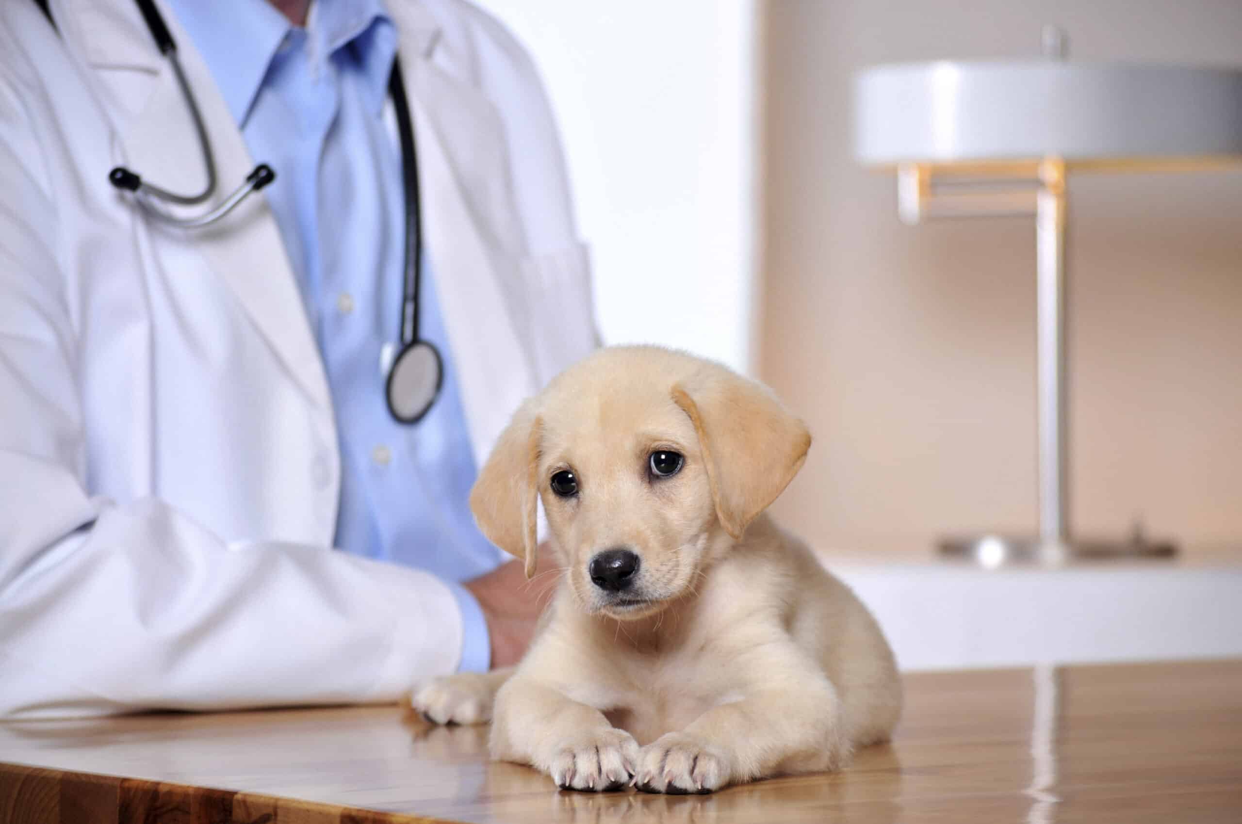 Starting Off on the Right Paw: Good Care for Young Pets