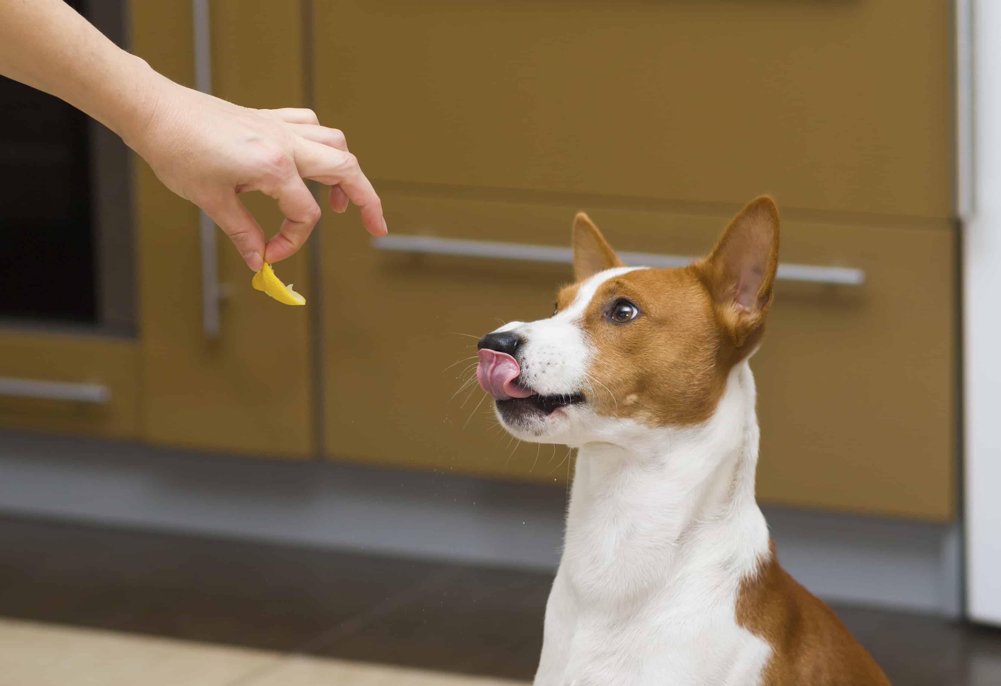 Slice of lemon with vitamin C - strange food for young dog