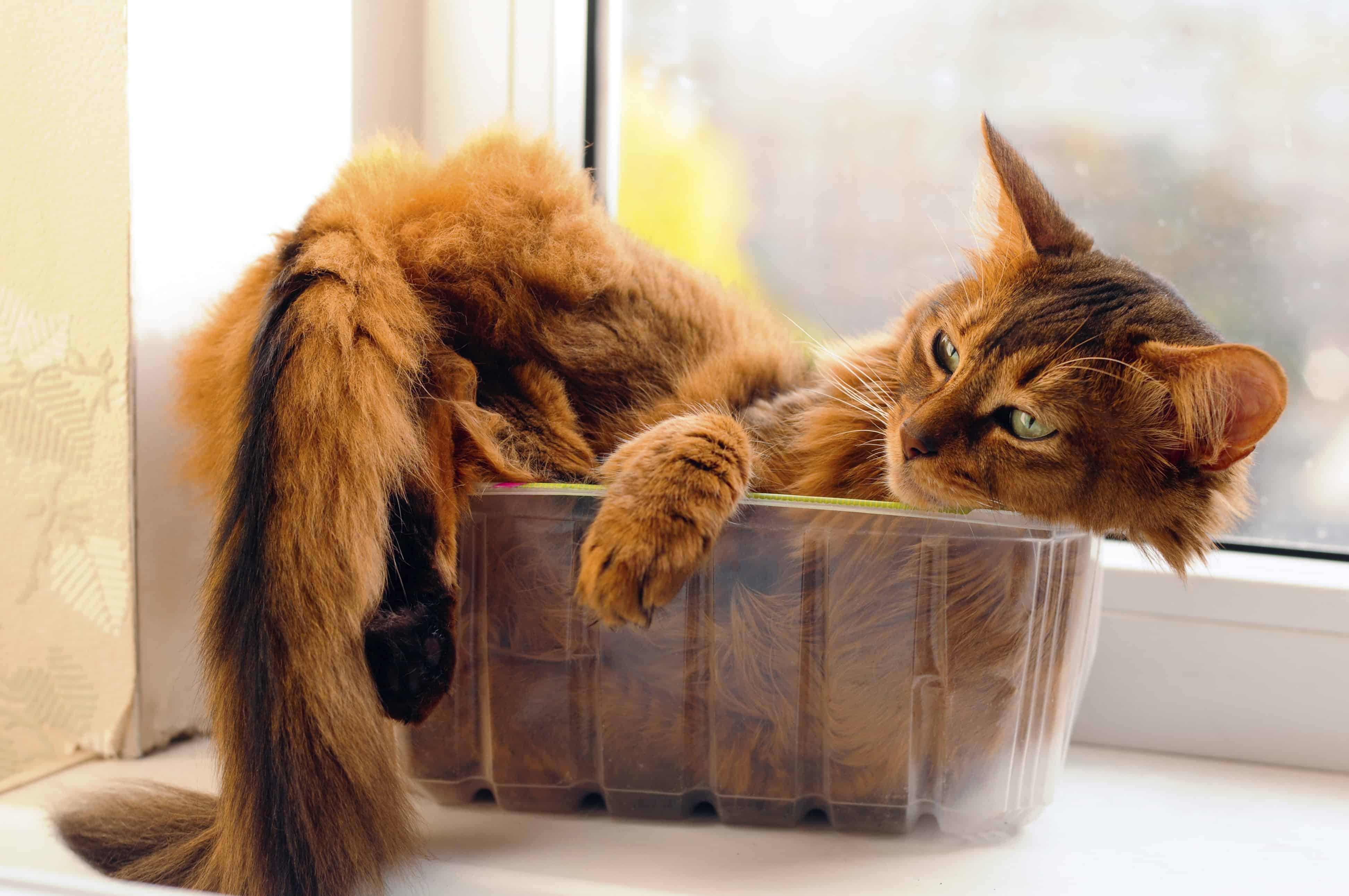 Cute cat in a box