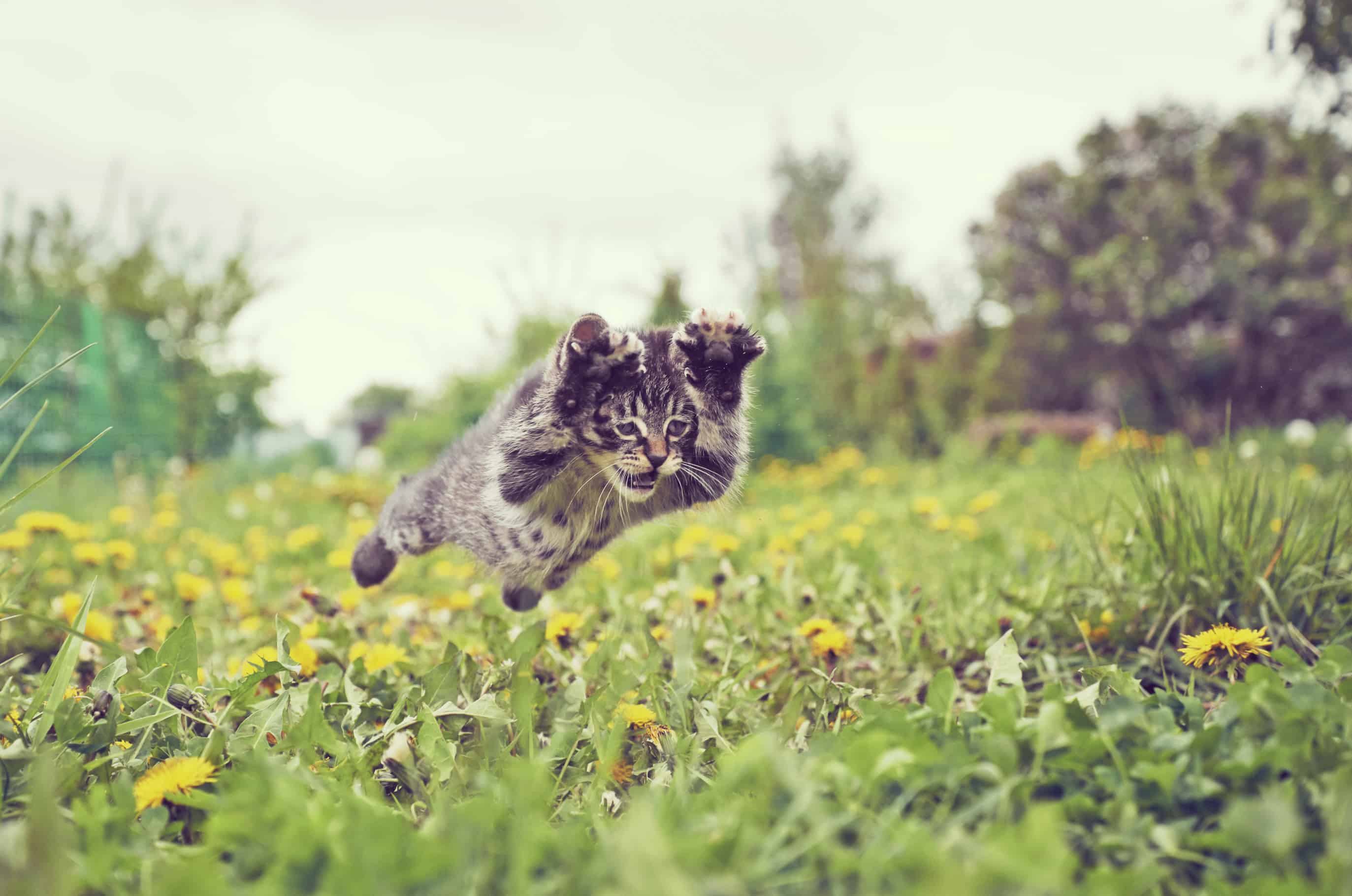 Kitten is jumping