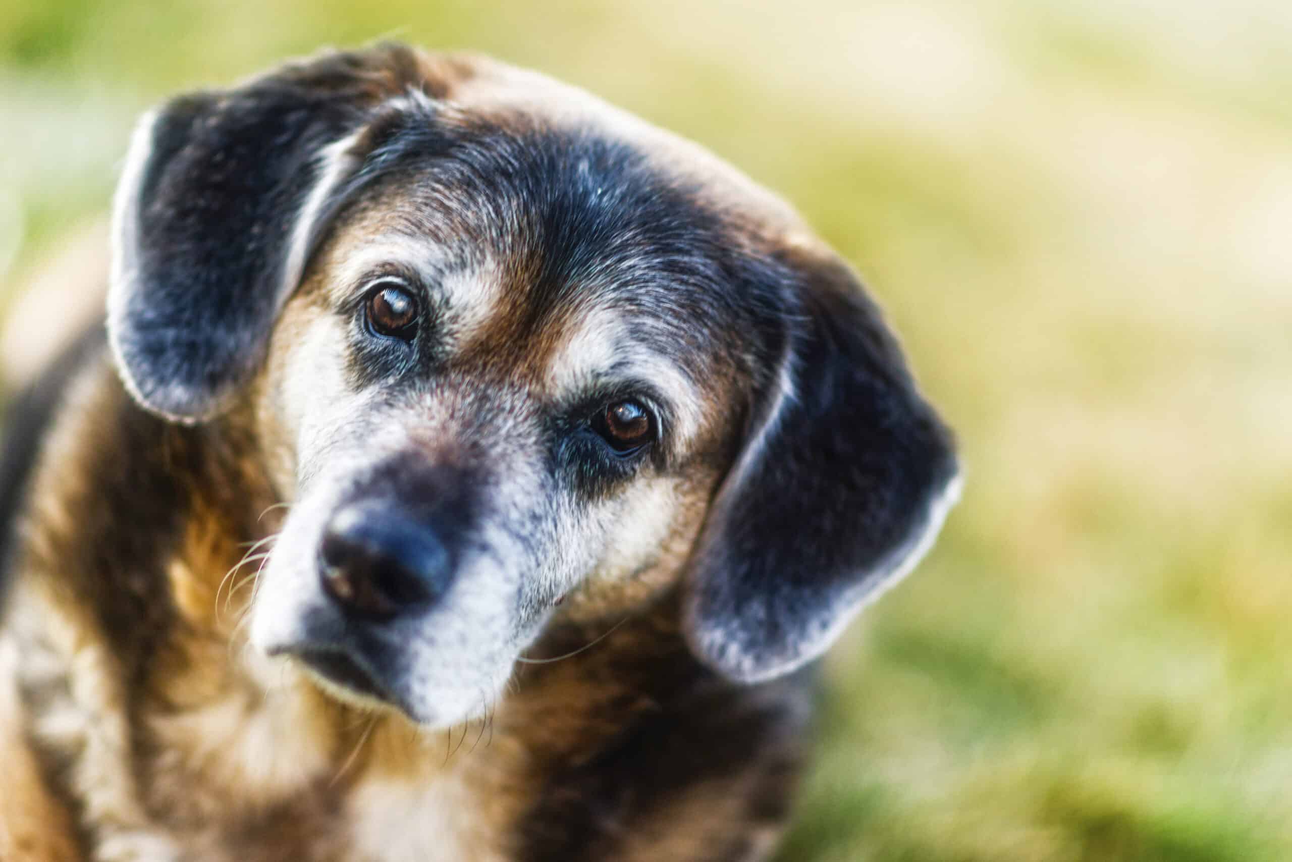 Senior Pet Health and Wellness