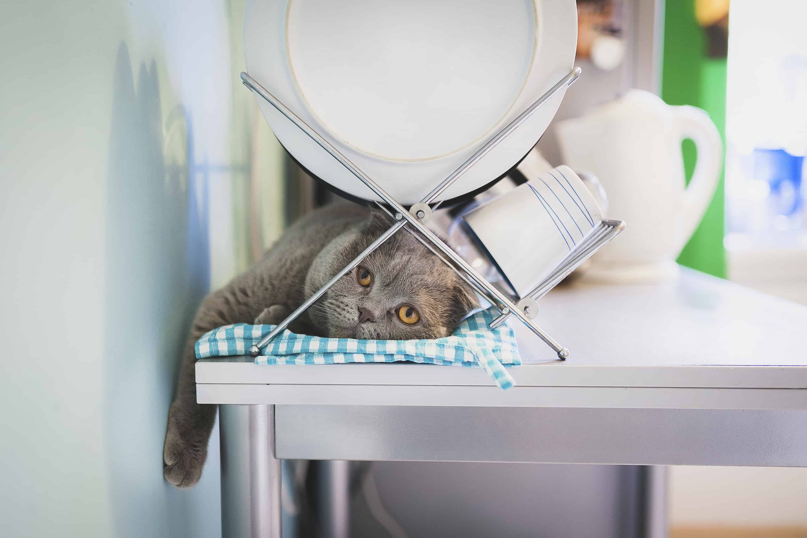 Lazy cat lying under the dish drainer in the kitchen