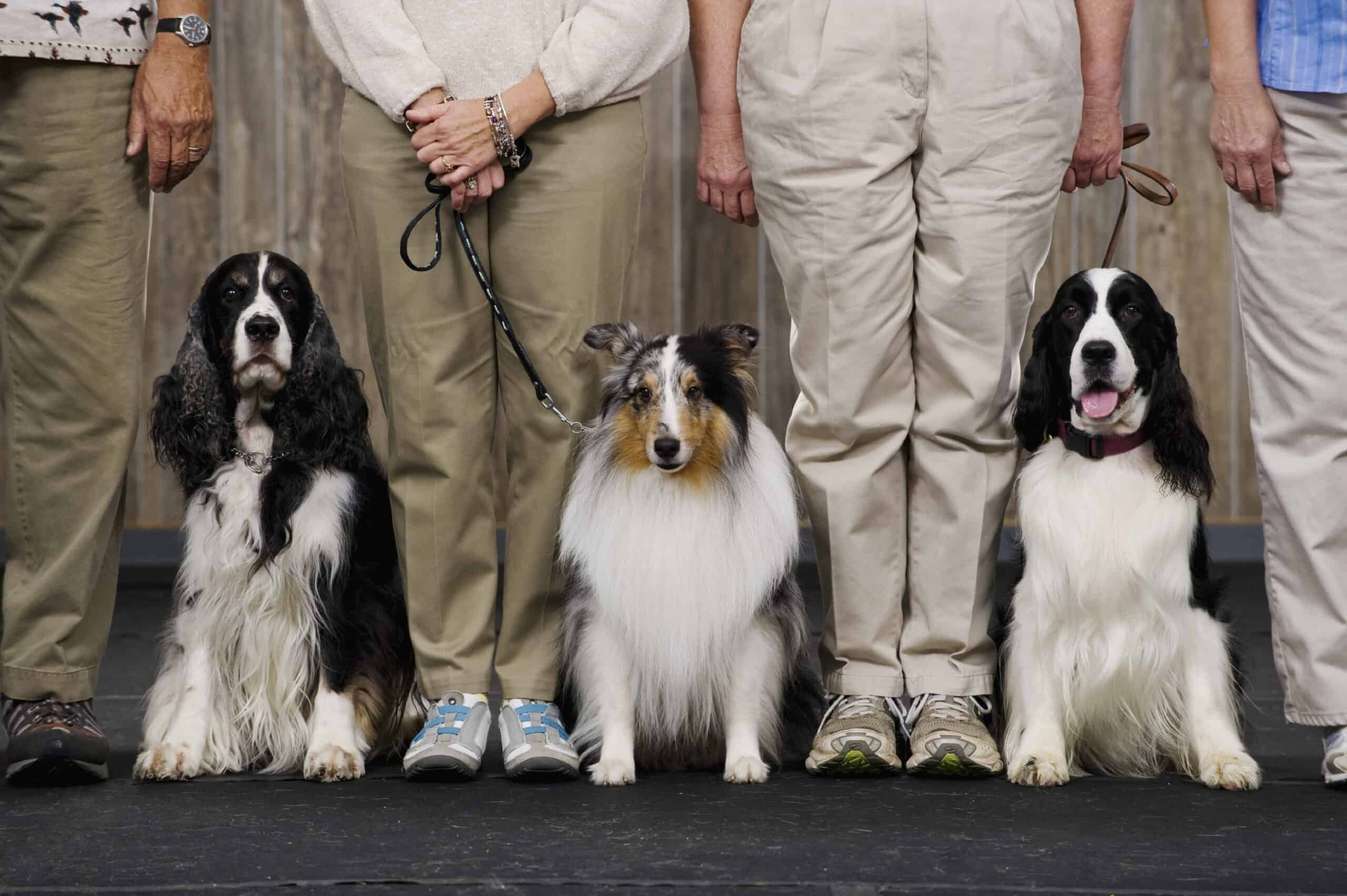 The Wonderful World Of Dog Shows: A Beginner’s Guide