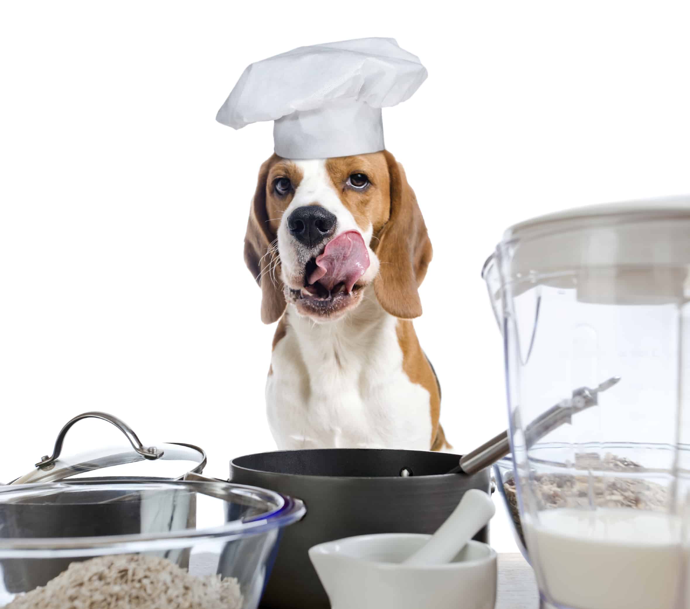 The 411 on Making Your Own Pet Food