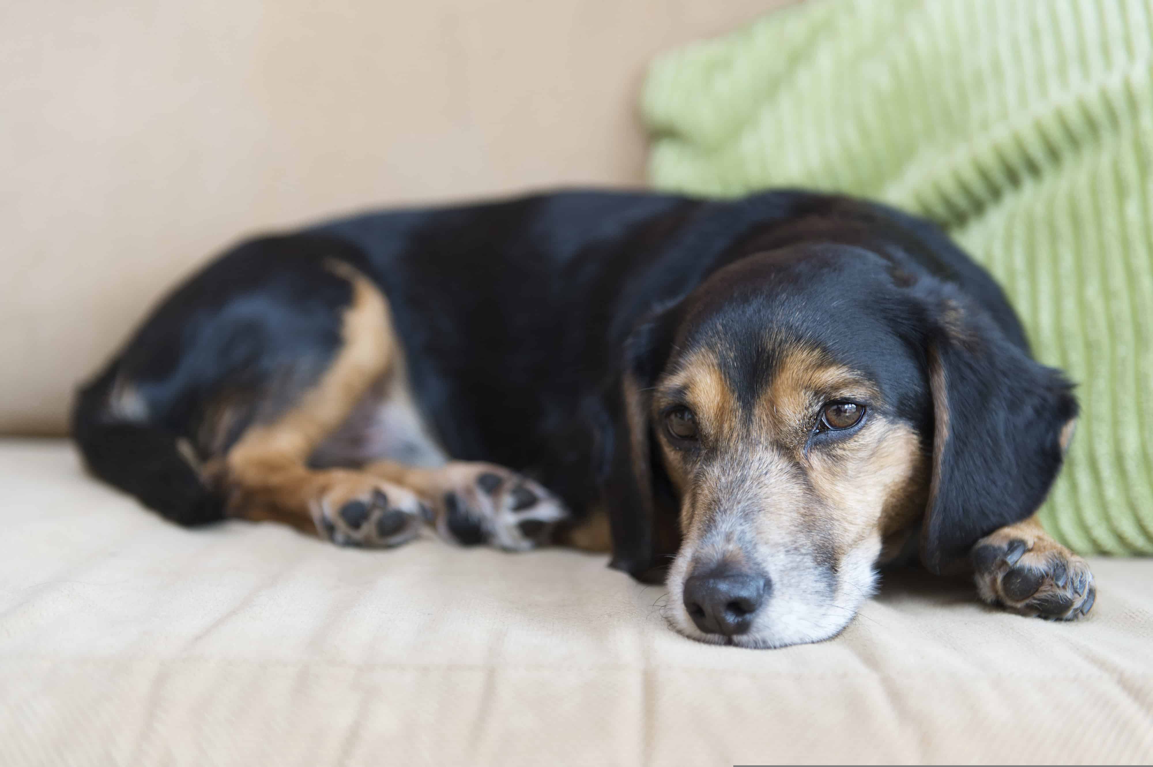 Mixed breed dog