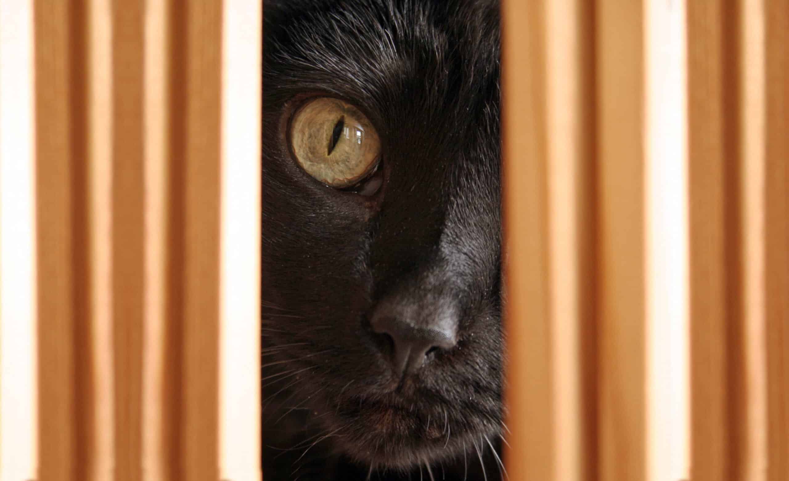 The Social Cat? Examining the Finer Points of Feline Behavior