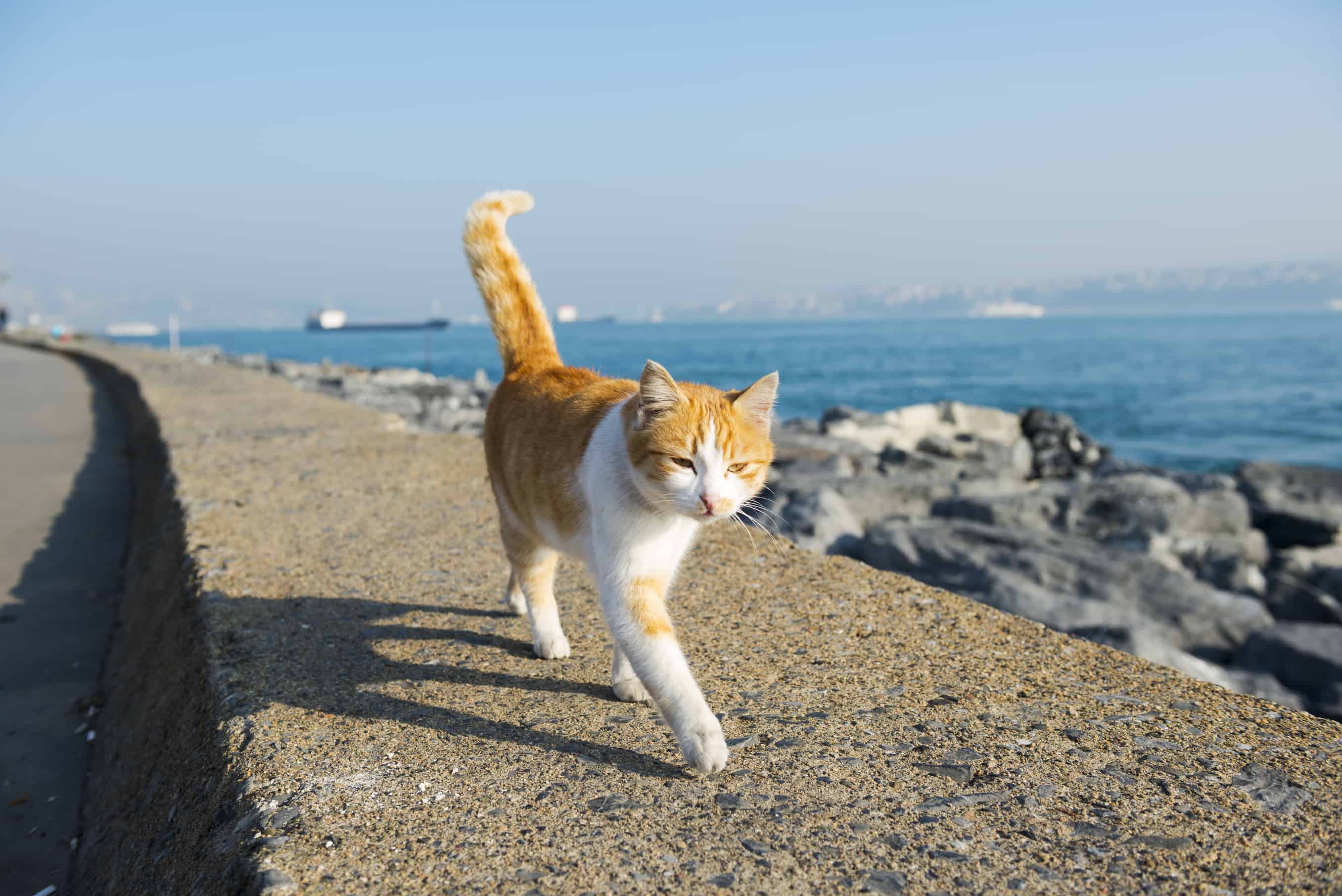 On the catwalk - cat in Istanbul, Turkey