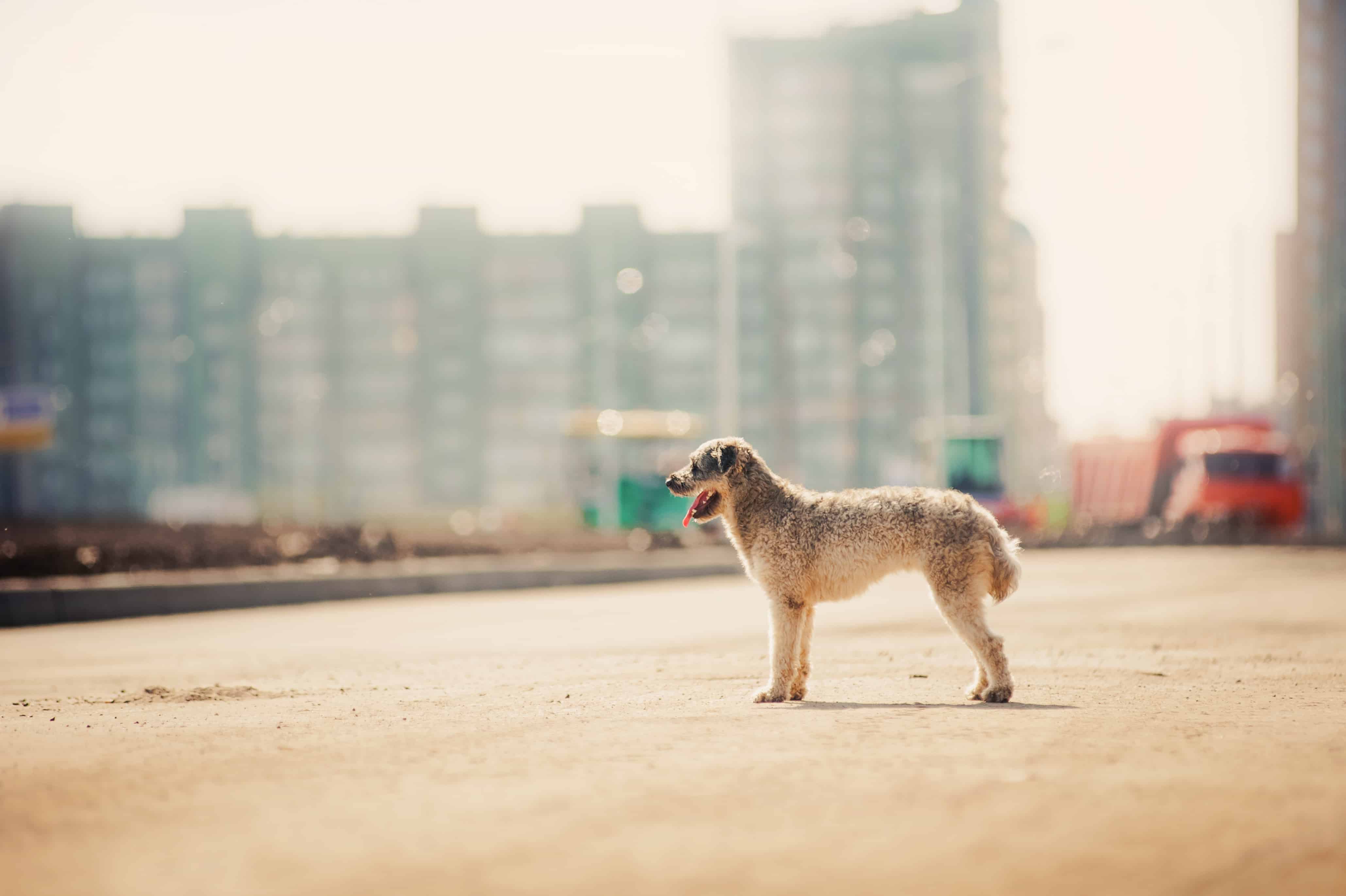 purebred curly red and white dog on the city backgroud