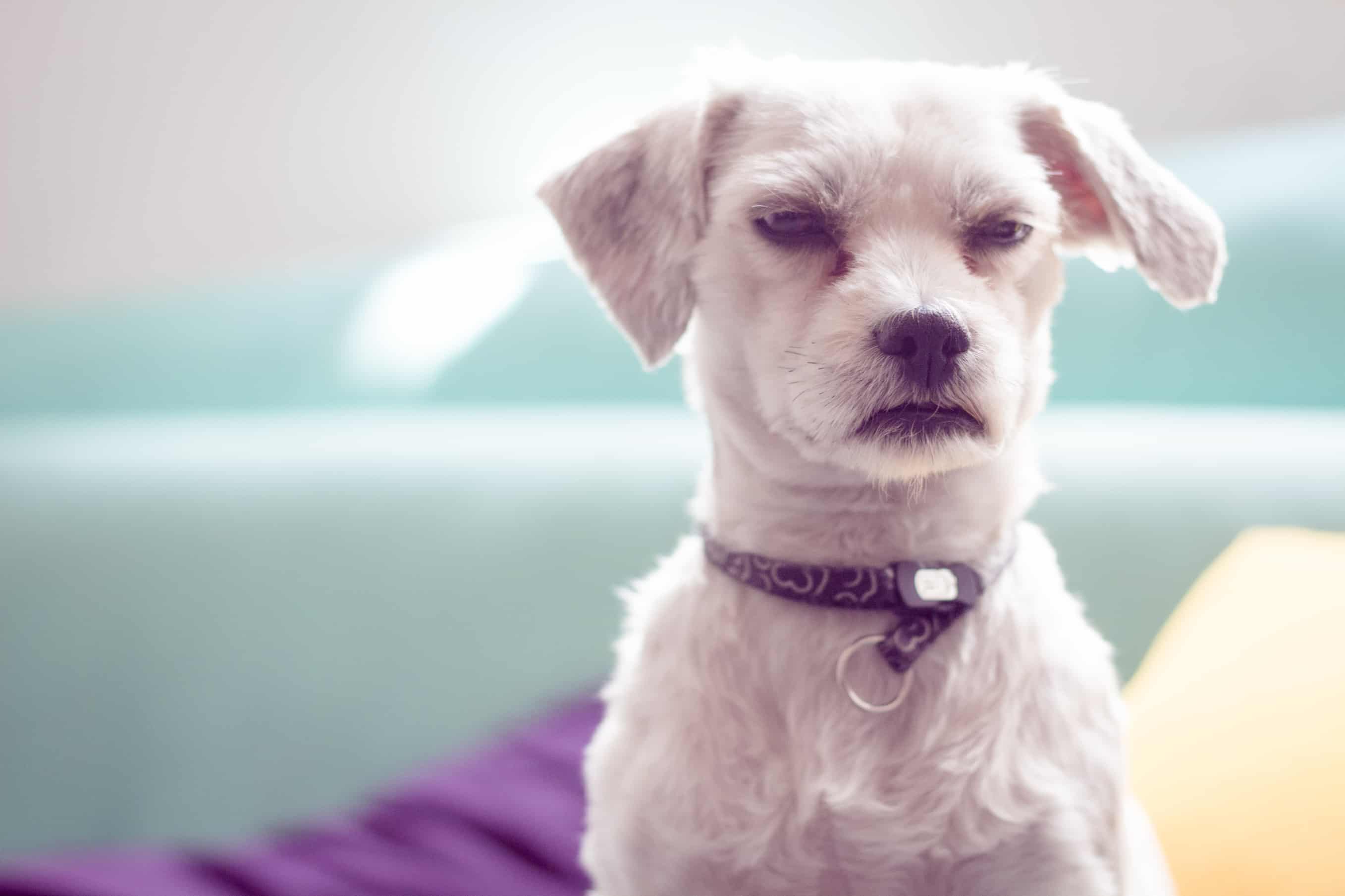 Grumpy little dog in a colorful background