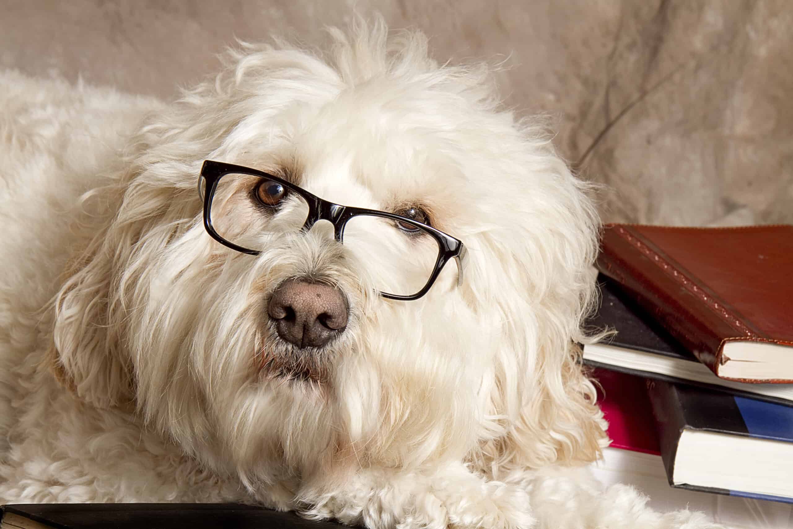 Smarty Pants: Determining Canine Intelligence