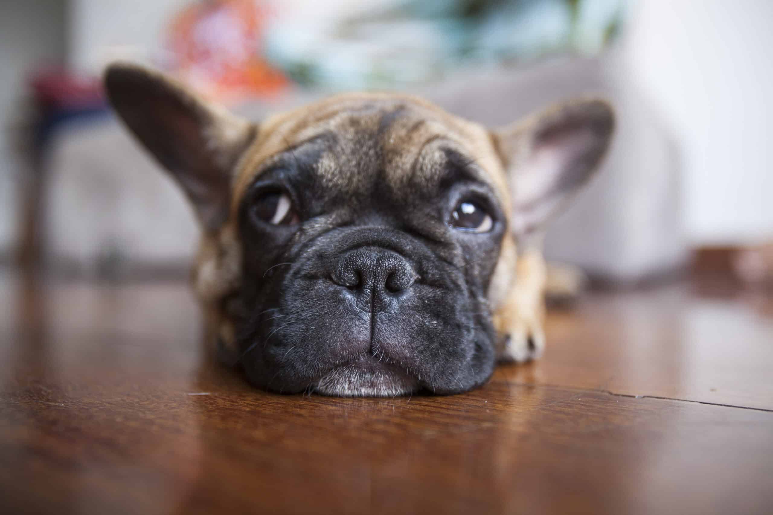 An Animal Owner’s Guide to Pet Liver Problems