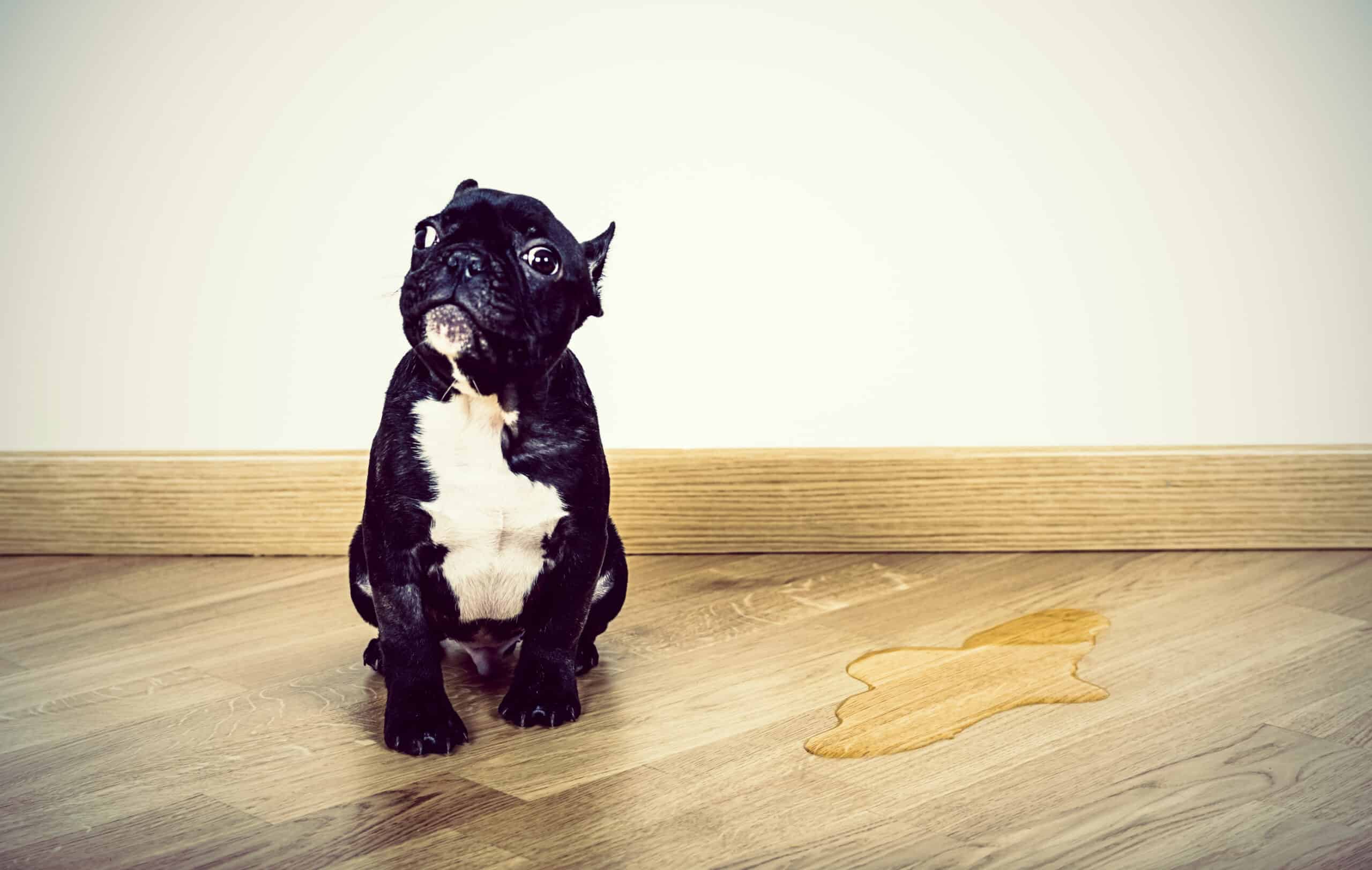 Bloat in Dogs: What Every Dog Owner Should Know
