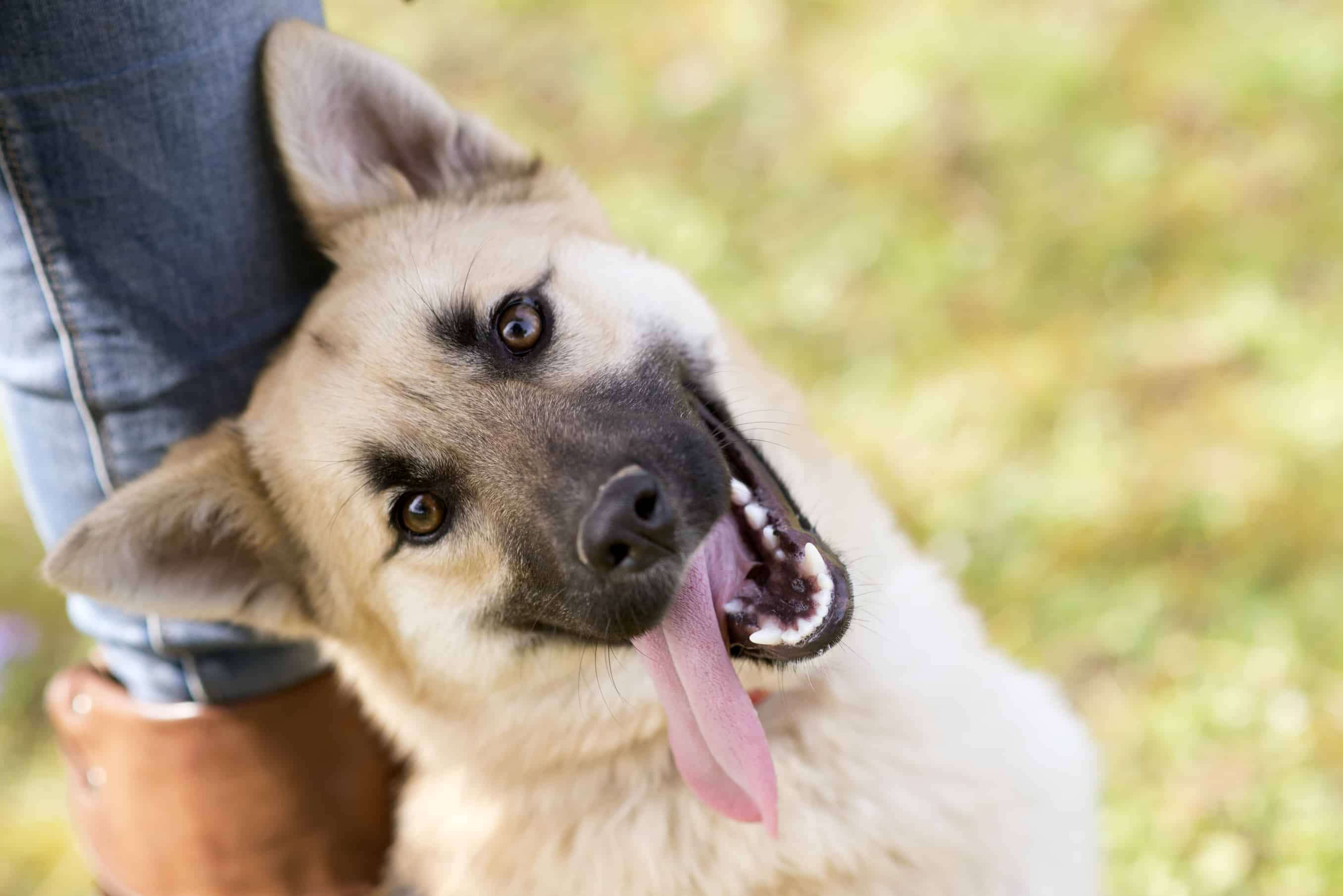 Woman Relaxing with her dog, friends