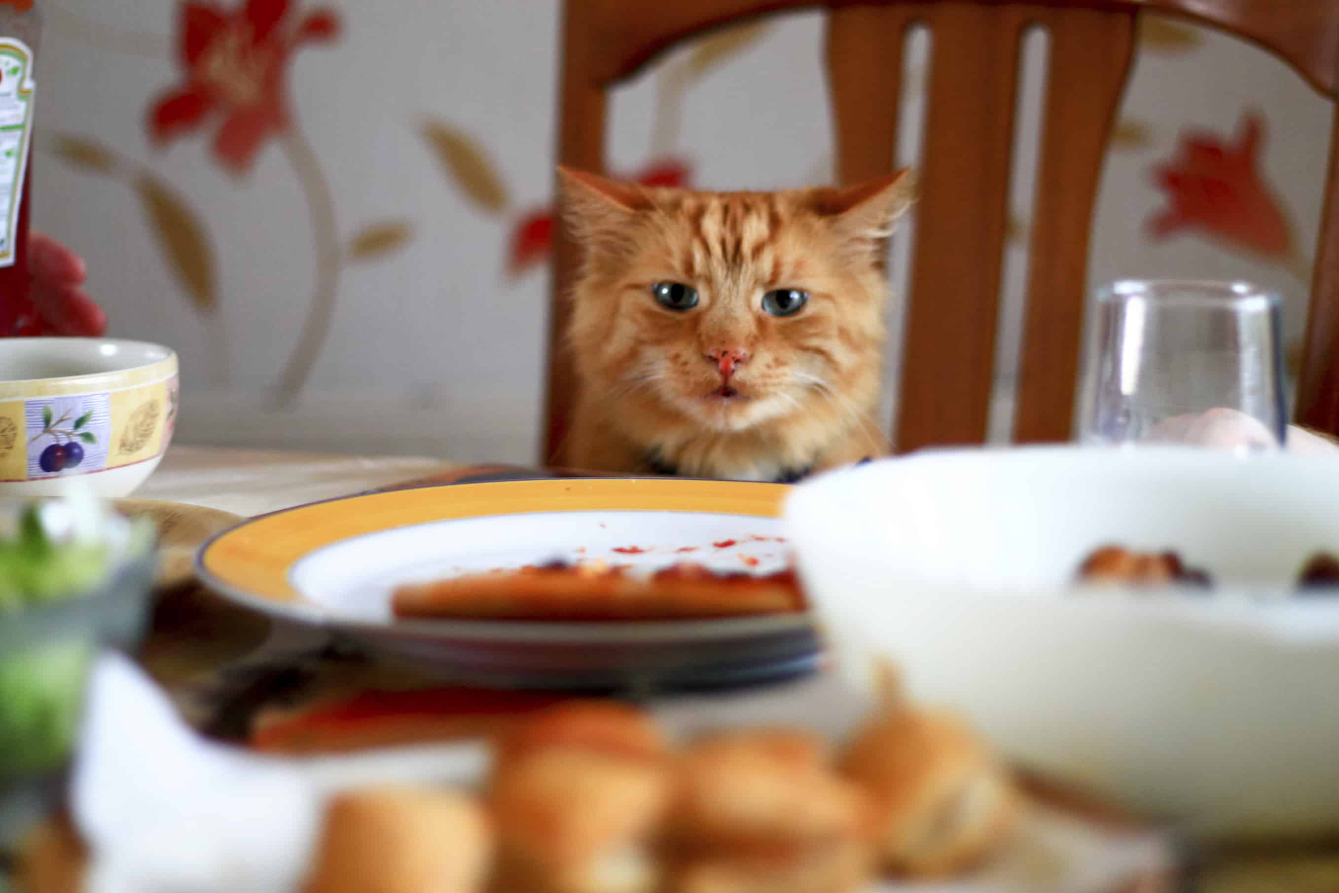 Cheeky cat looking at food on dining table