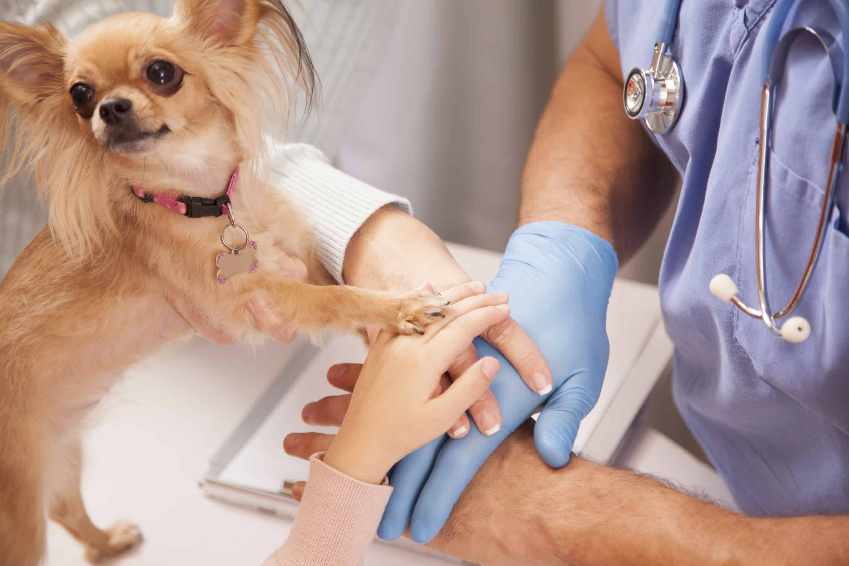 Hands, dog paw on top. Veterinarian. Pet, owners. Animal hospital.