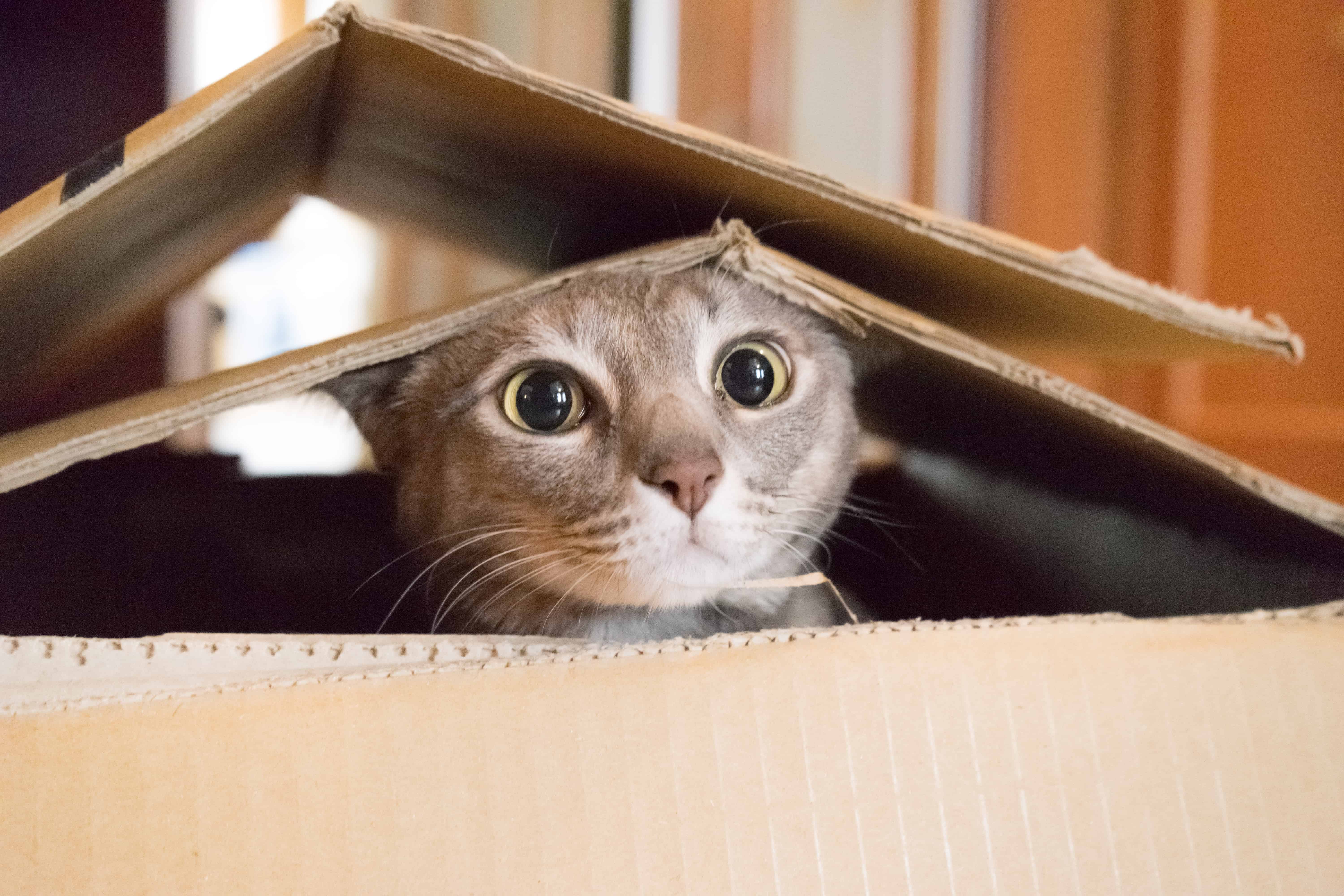 Cat playing Peek a Boo in a box