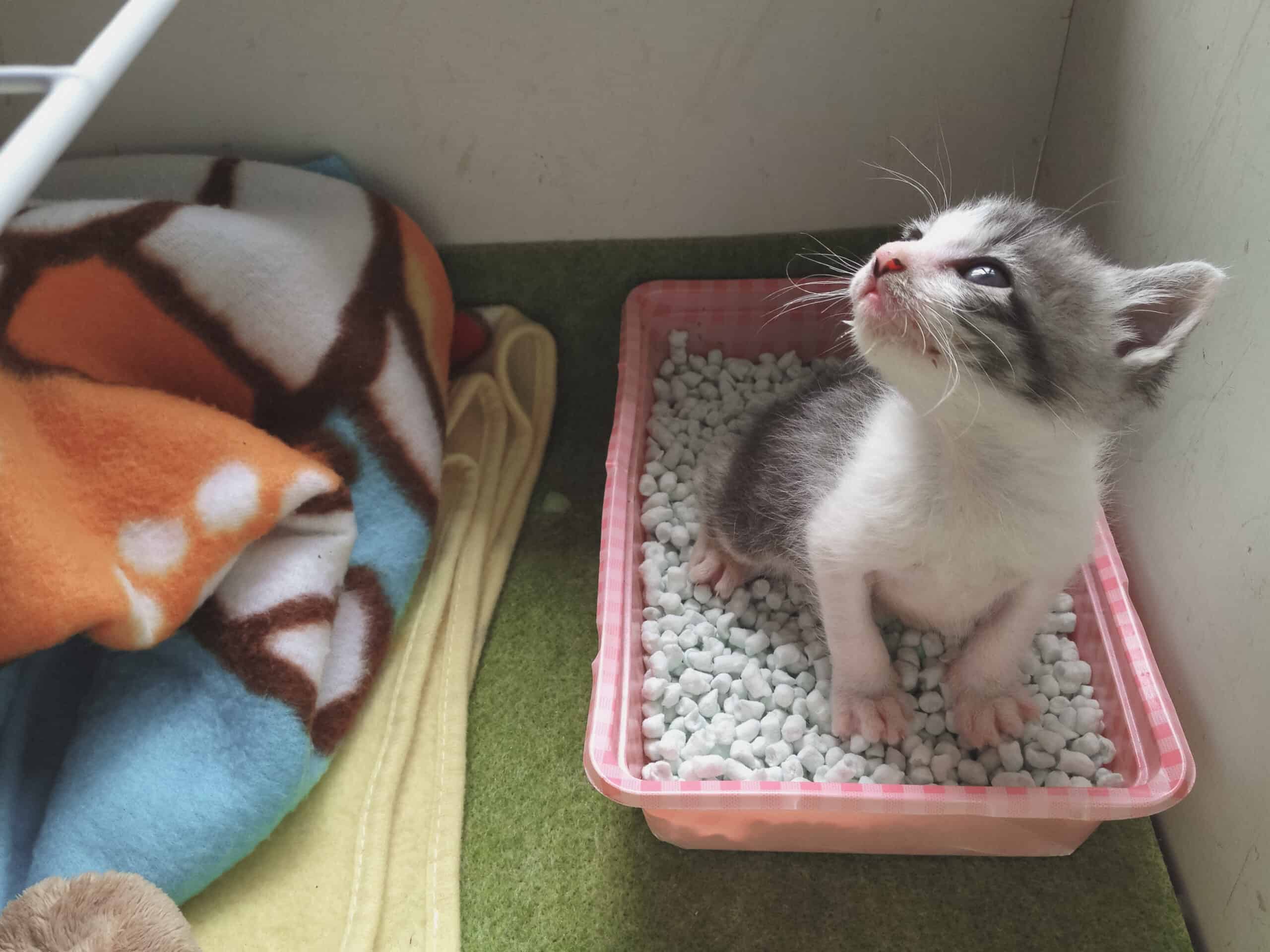 Successful Litter Box Training (and What to do When Fluffy Won’t Go)