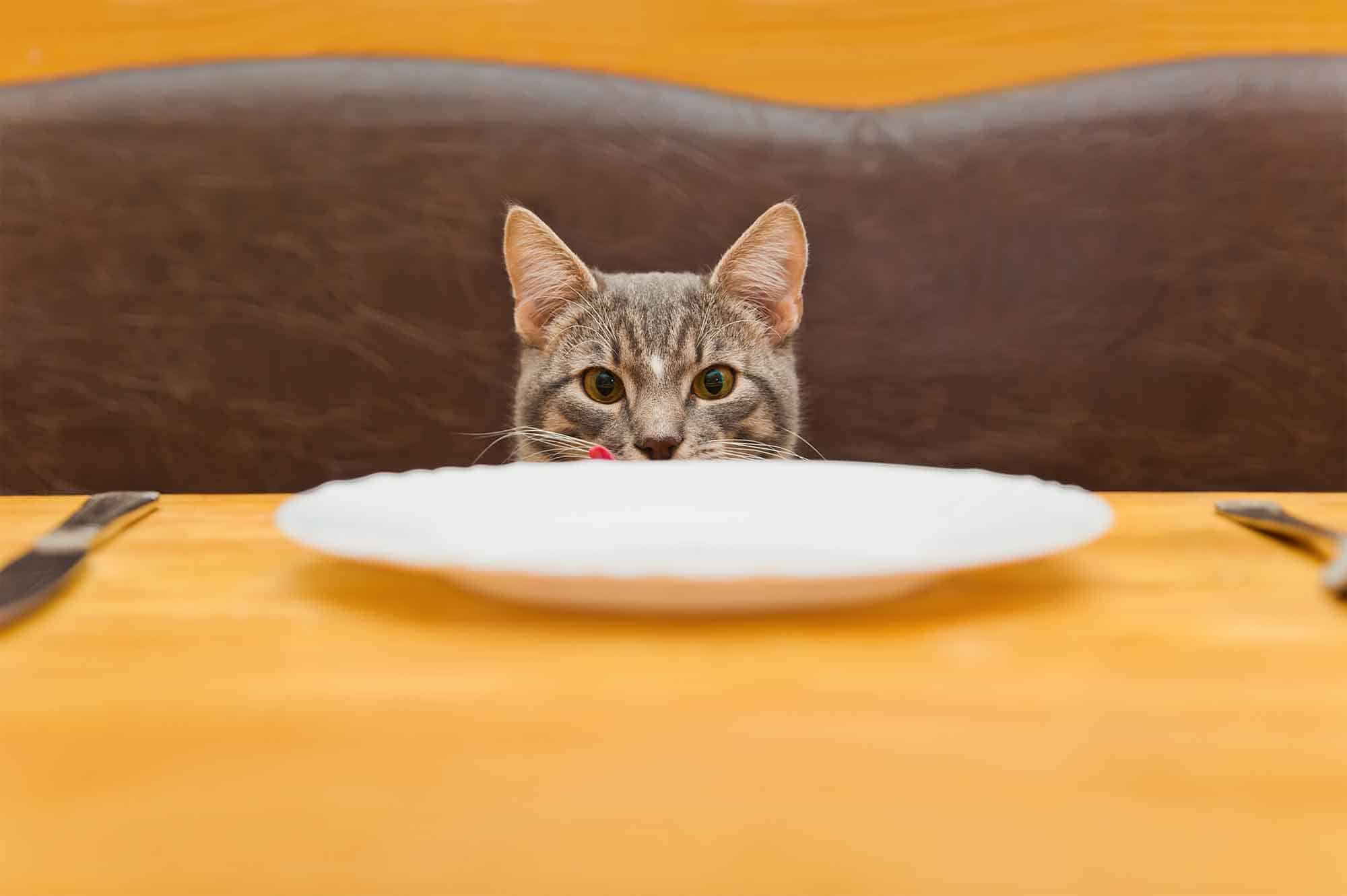 Kitty 911: What to Do when Your Cat Won’t Eat