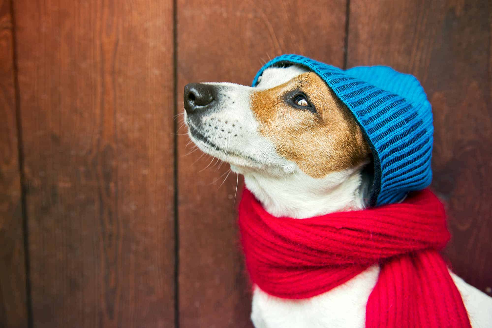 Preventing Hypothermia in Pets Year-Round