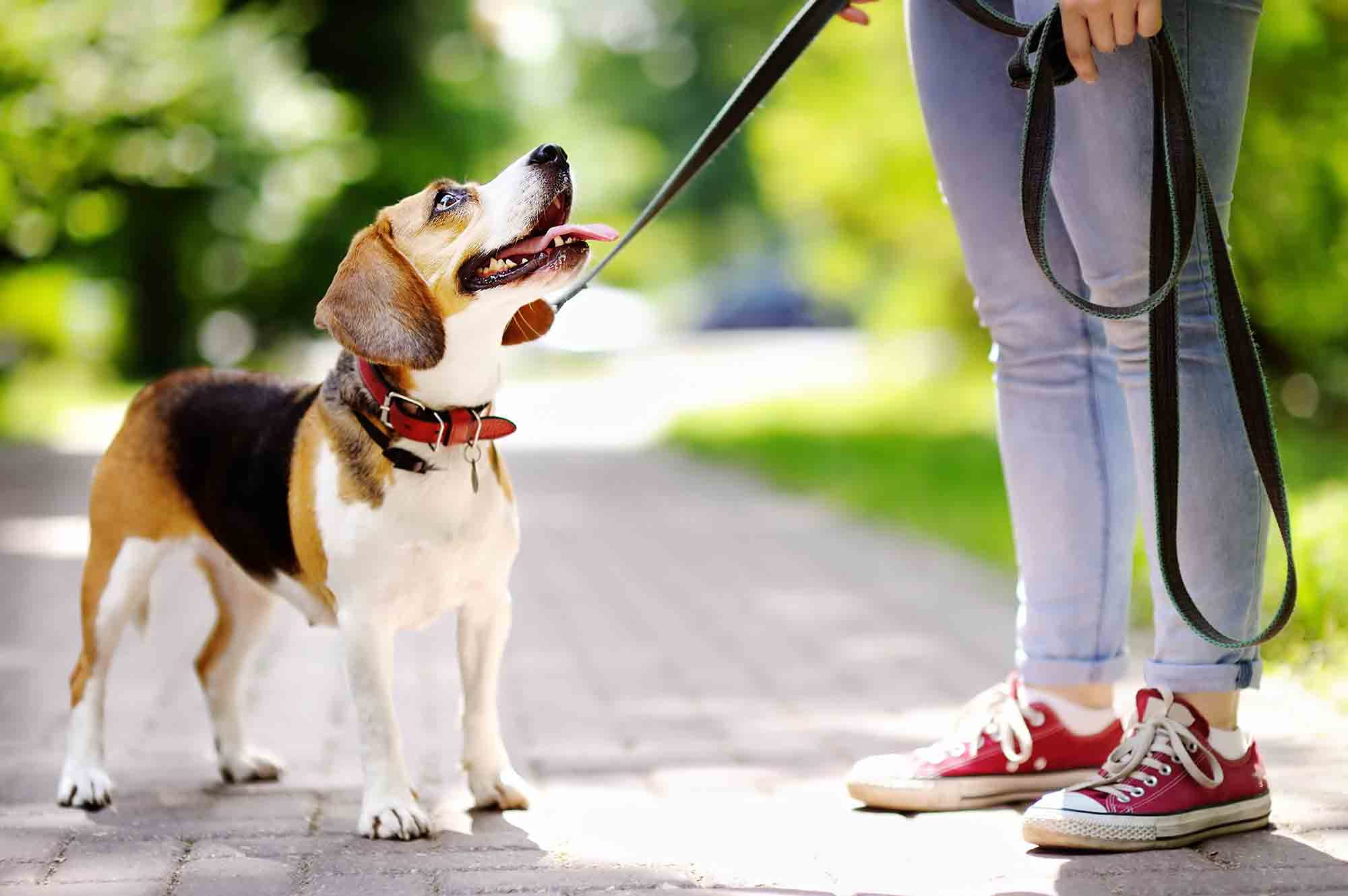 Back to School: Improving Your Dog’s Behavior