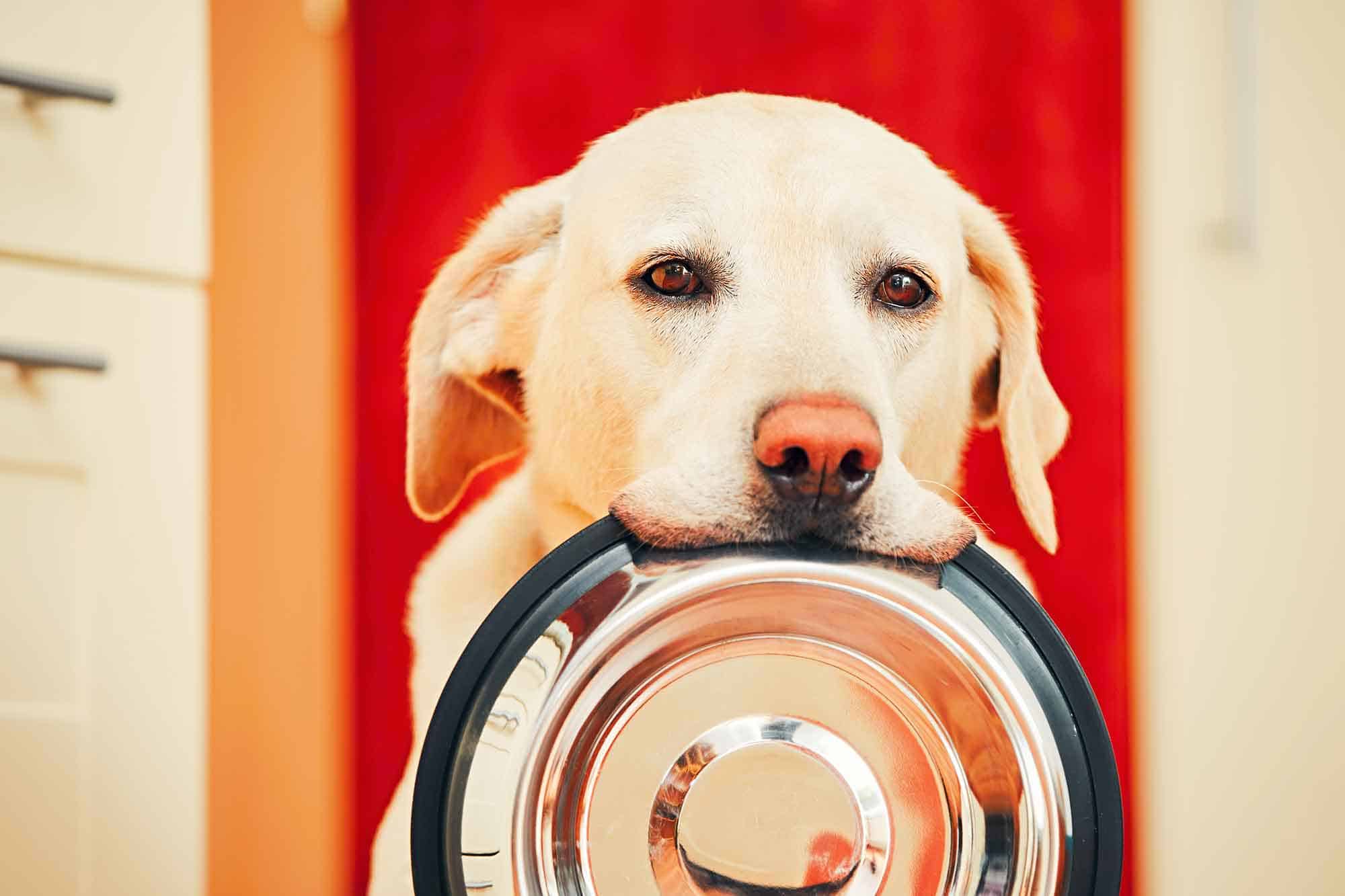 Happy Meals: What’s the Right Food Bowl for Your Pet?