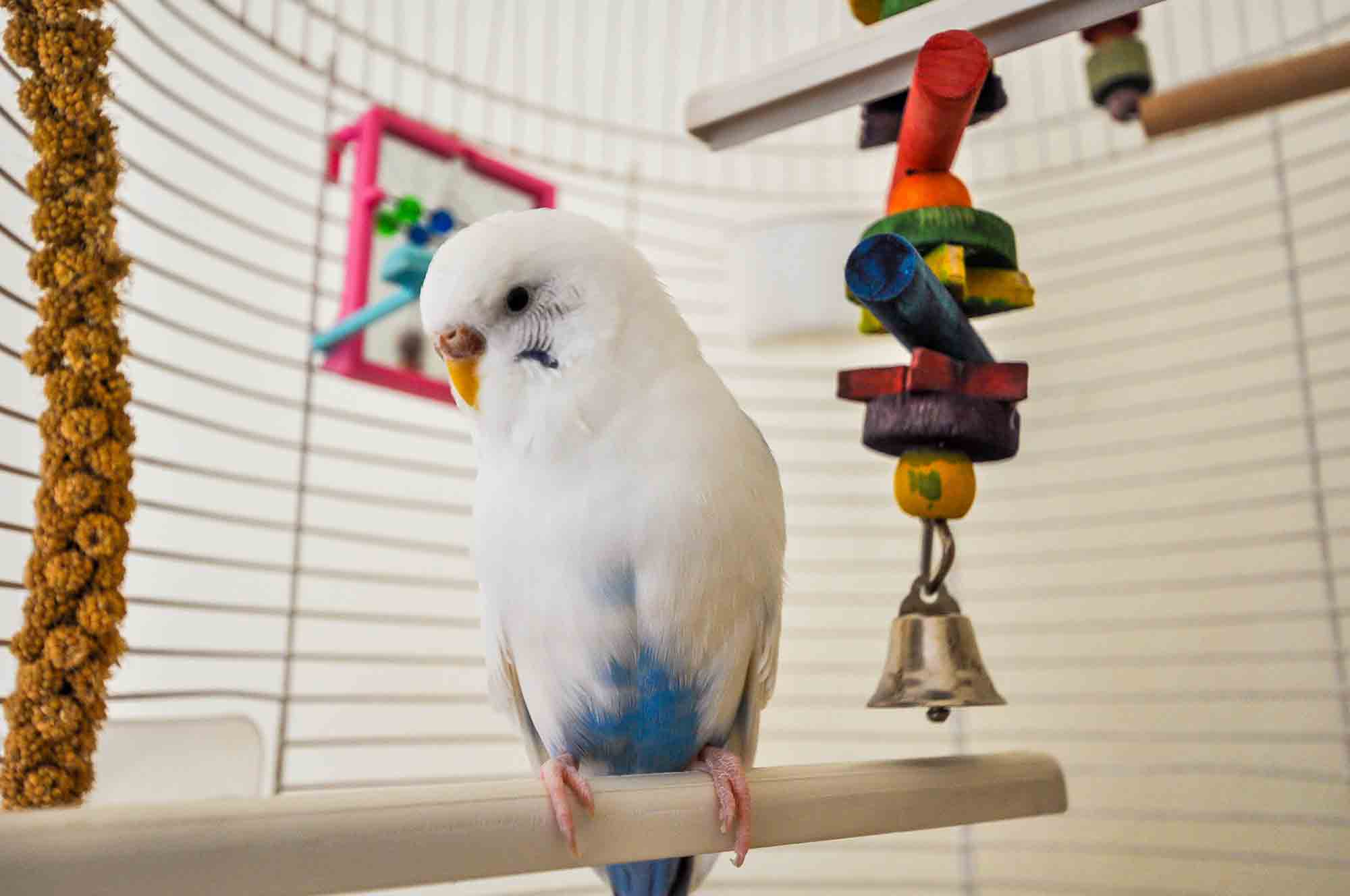 Understanding Bird Ownership Before You Adopt