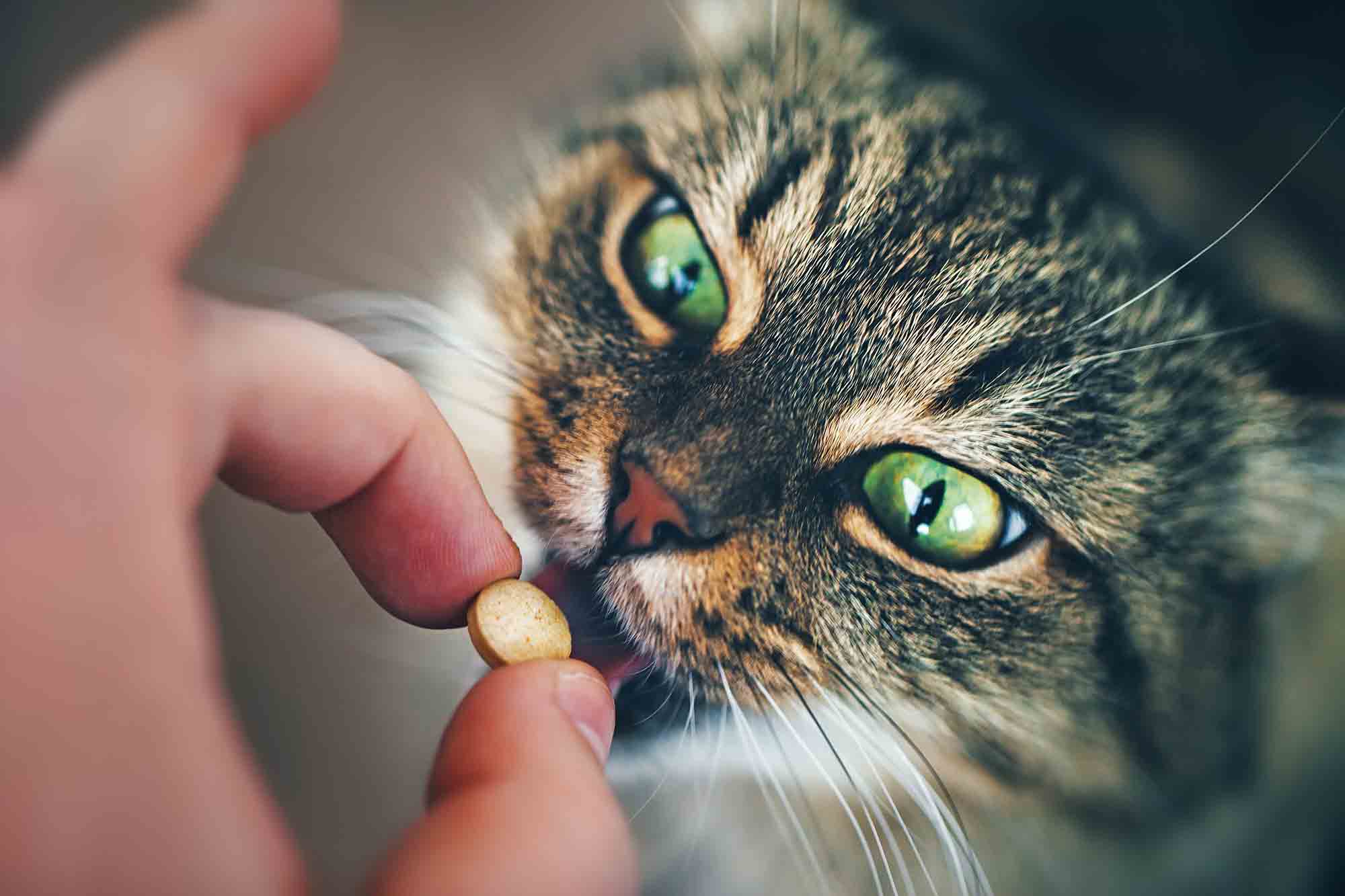 My Pet Won’t Take Pills – Now What?