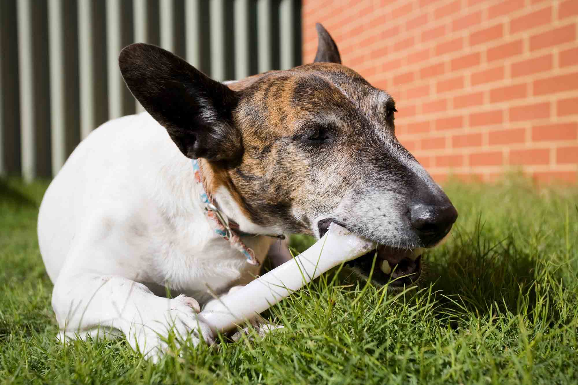 All About Pet Dental Chews and Treats