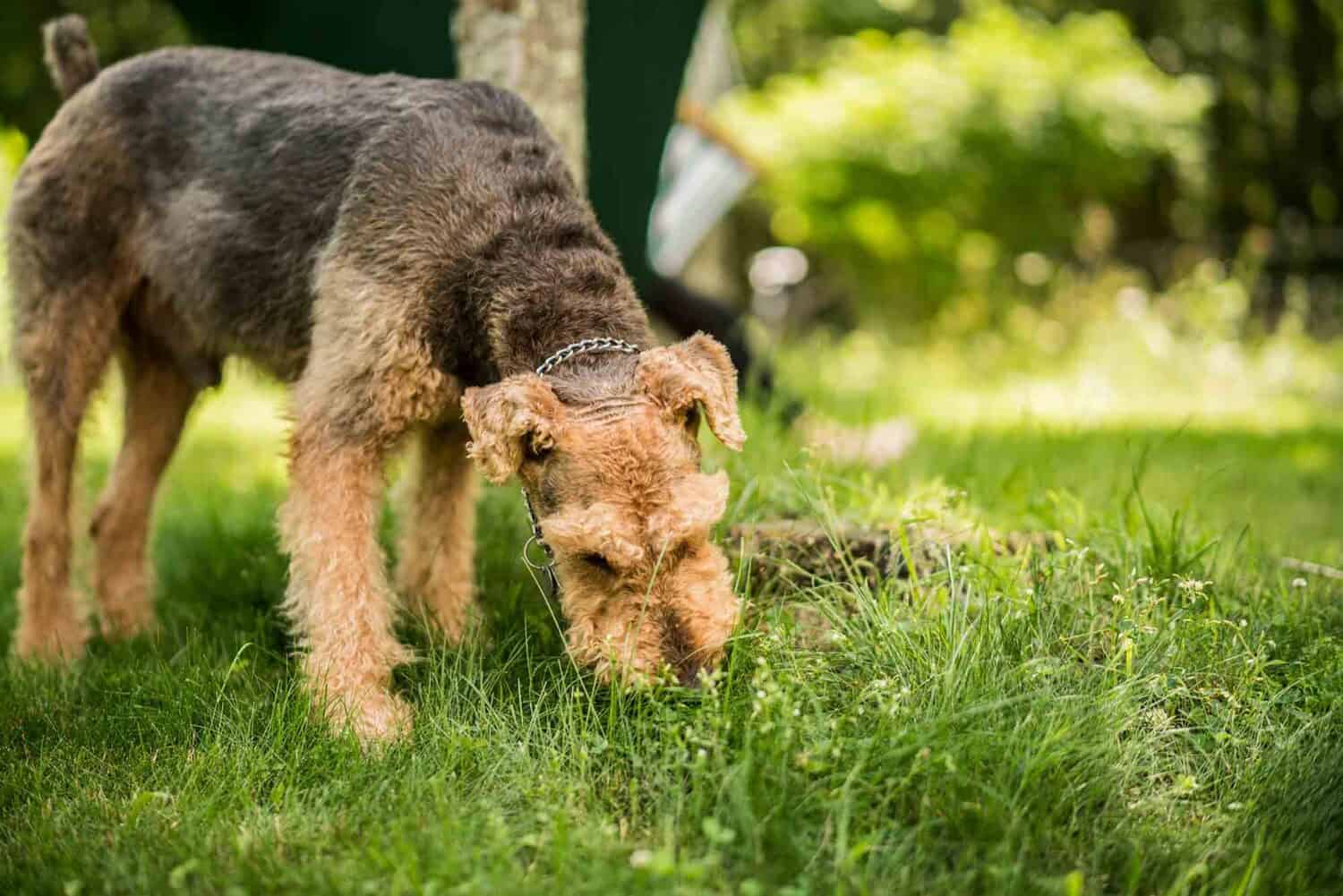 pet tummy troubles