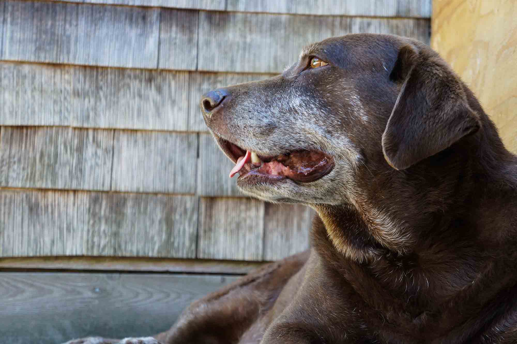 Aging with Grace: Advice for Caring for a Senior Pet
