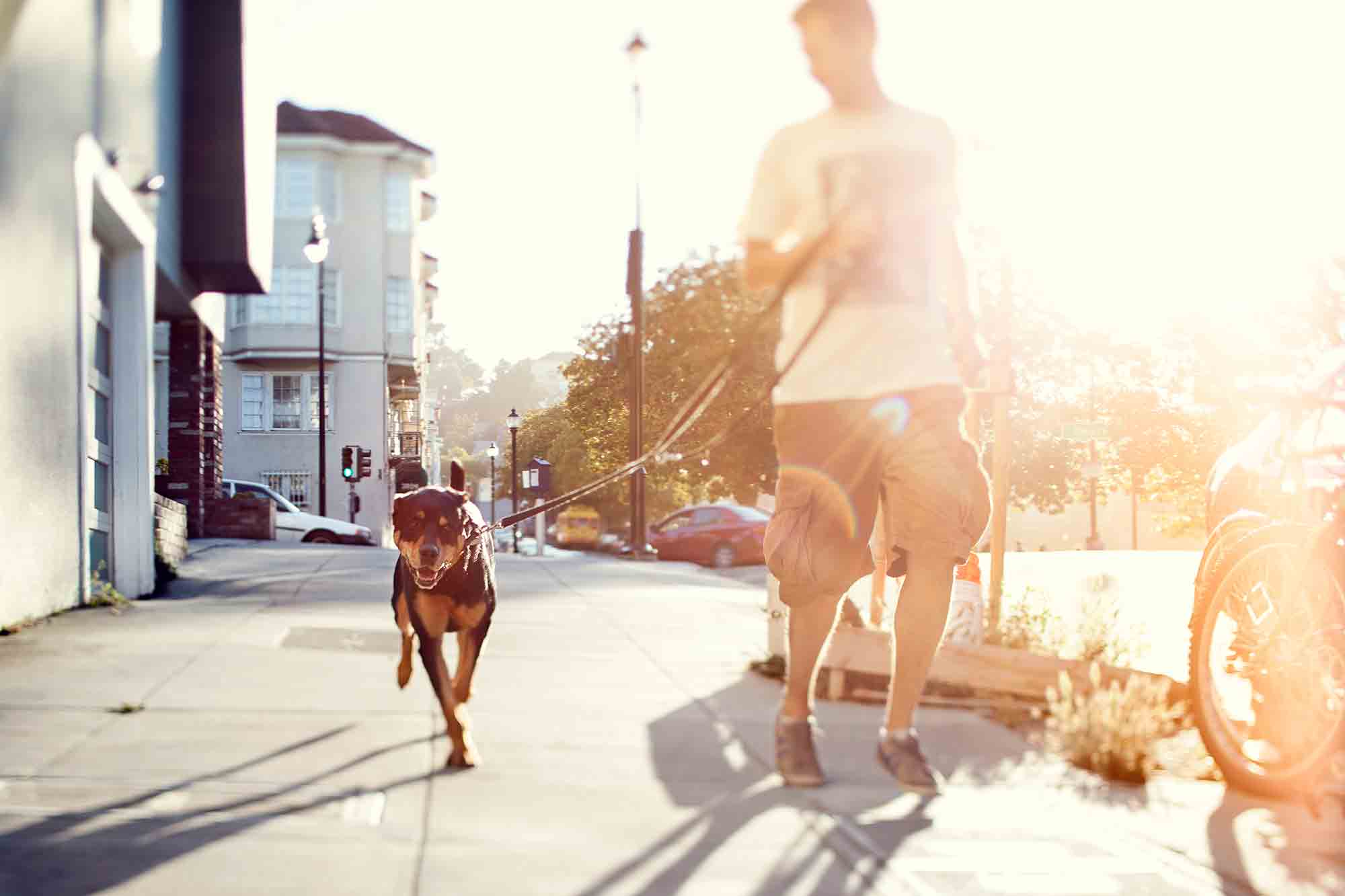 Running Safely With Your Dog: The Do’s and Don’ts