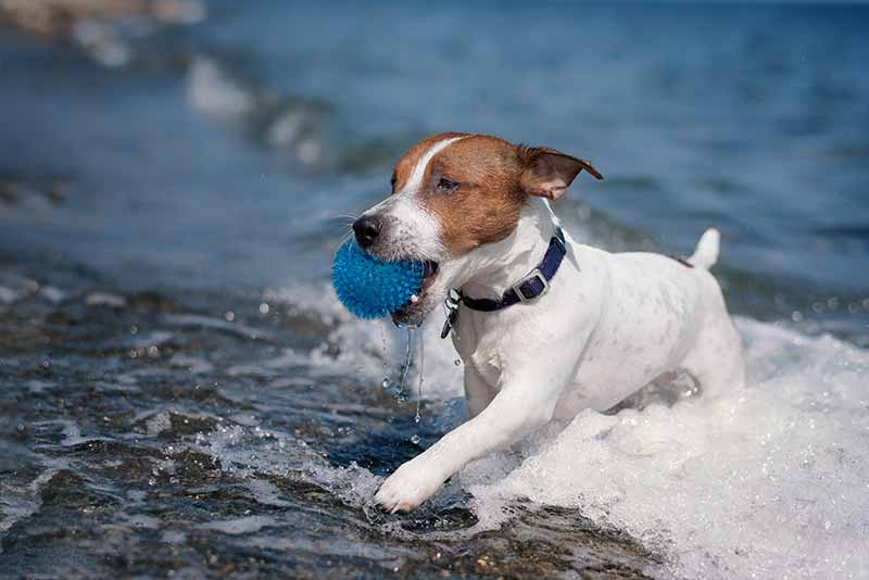 Life’s a Beach When You Practice Dog Water Safety