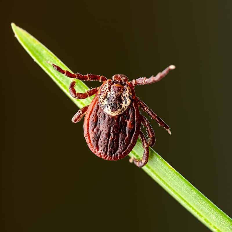 Expert Advice: How to Remove a Tick From Your Pet