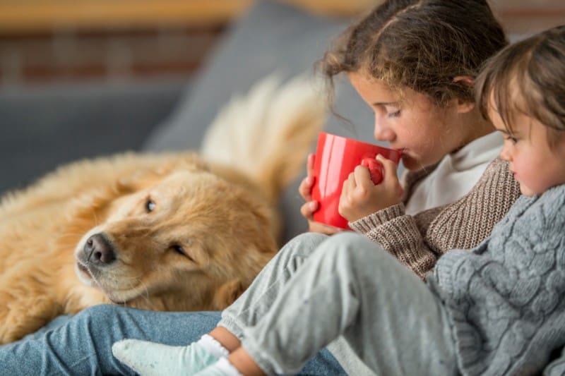 Pet-Centered Holiday Movies to Enjoy with Your Furry Loved One
