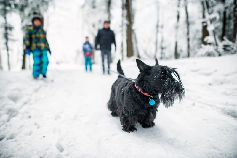 New Year, New Resolutions for Pet Owners