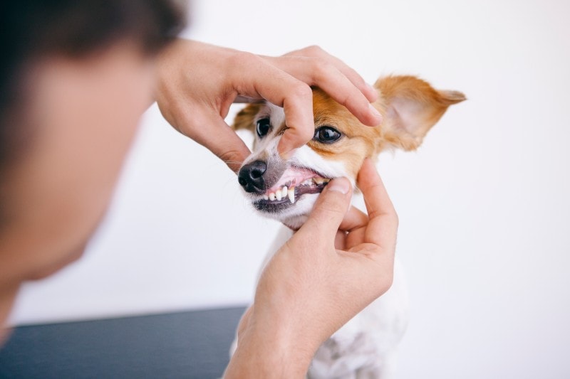 Beneath the Surface: What Secrets are Hidden in Your Pet’s Gums?