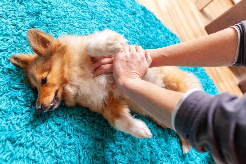 What Every Pet Owner Should Know About Pet CPR