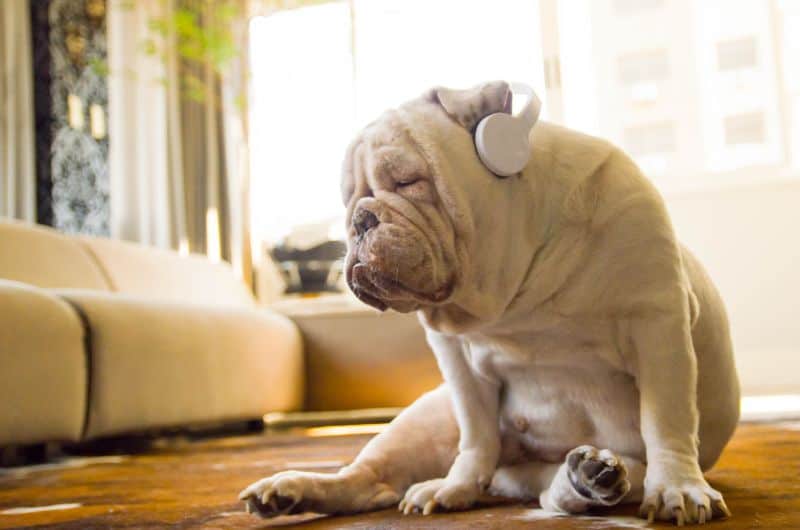 When Pets Like Music, What Should You Play?