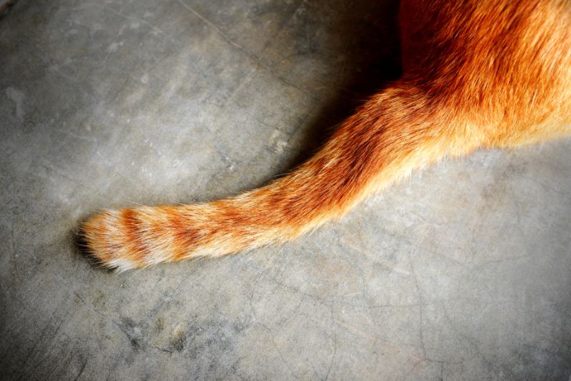 A Cat's Tale: What Your Cat's Tail is Telling You | Beverly Hills ...