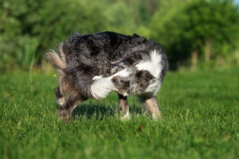 Spotlight on Dog Behavior: Why Do Dogs Chase Their Own Tails?