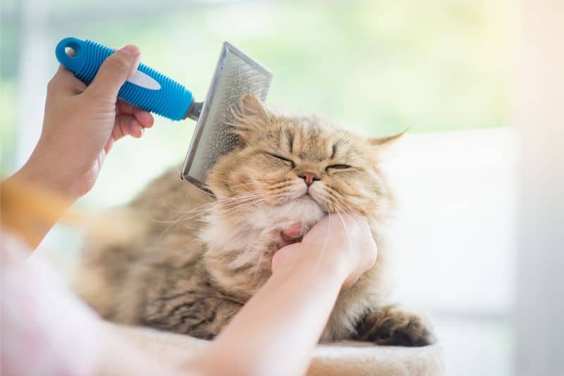 More Than Just A Pretty Face: The Art Of Home Pet Grooming