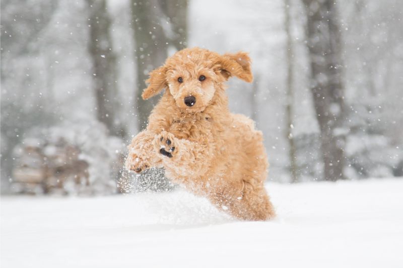 Fun Winter Activities to Keep Your Pet Moving