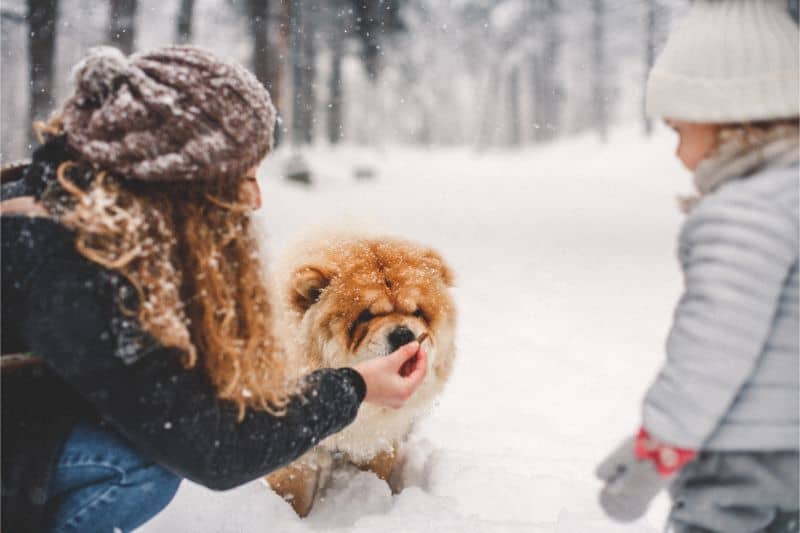 Fun Ways to Get Through Winter With Your Pet