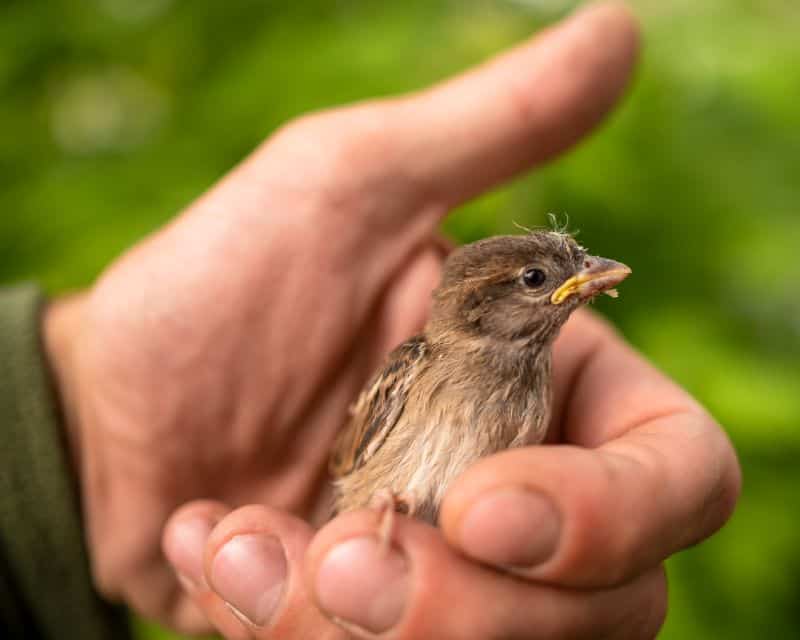 I Found A Baby Wild Animal… Now What? ﻿