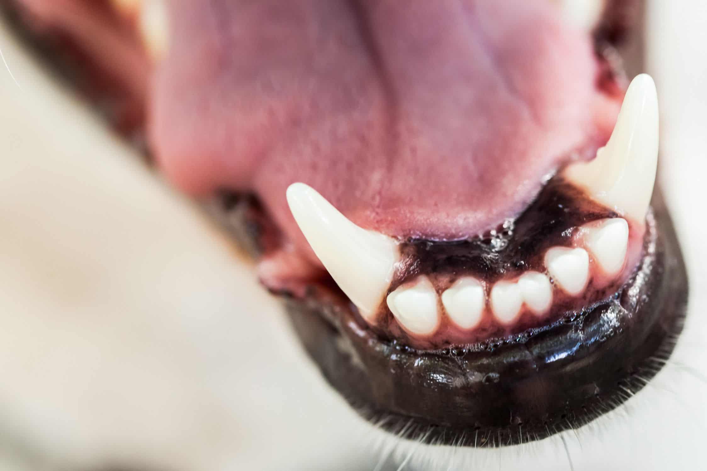 A Toothsome Topic: Do Dogs Get Cavities? ﻿