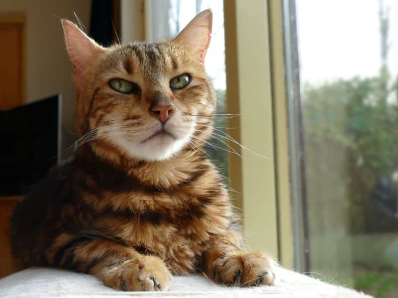 Cat Scratch Fever: Myth or Not? ﻿