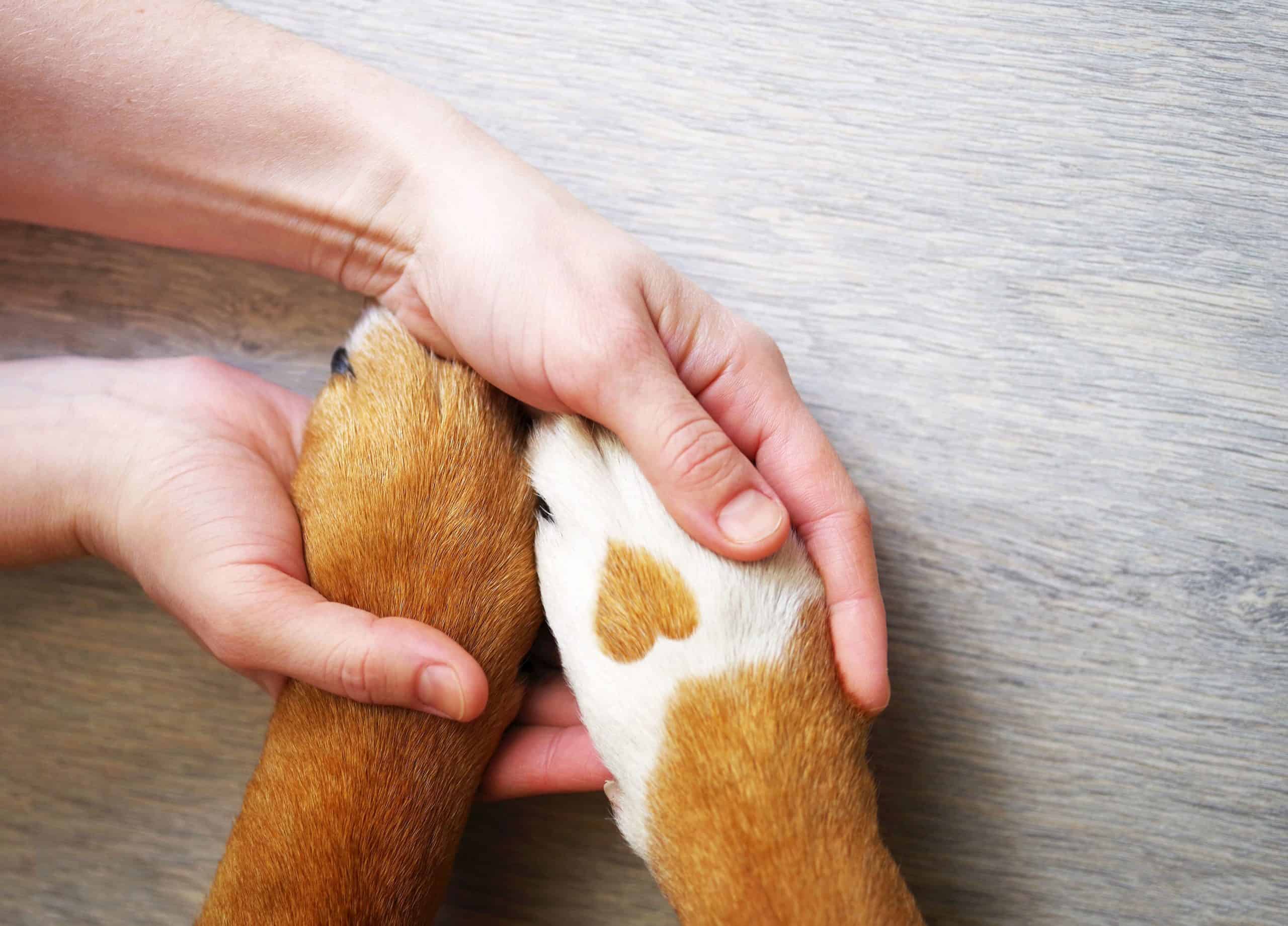 Does Your Dog Have Corn Chip Feet?