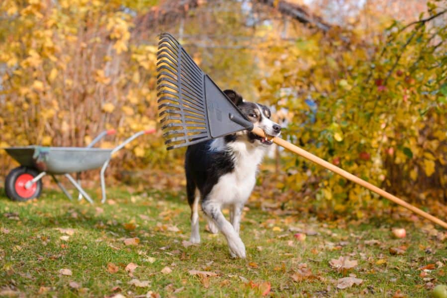 Chilly Nights and Holidays: Be Prepared with Some Fall Pet Safety Tips