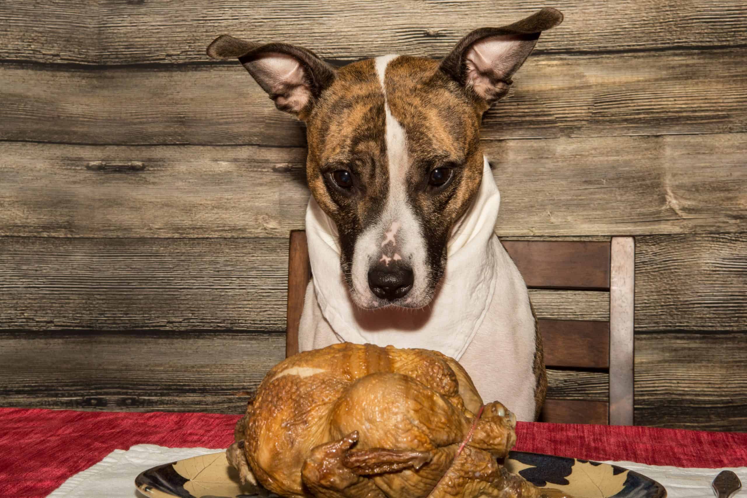 Of All the Dangers of the Dinner Table, Pet Pancreatitis Reigns Supreme