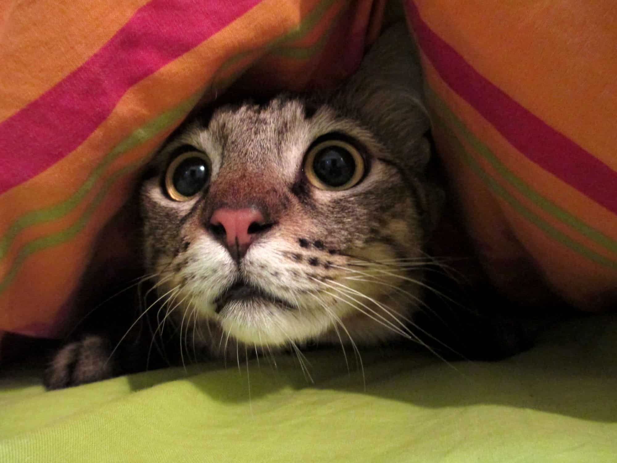 An actual scaredy cat : r/cats